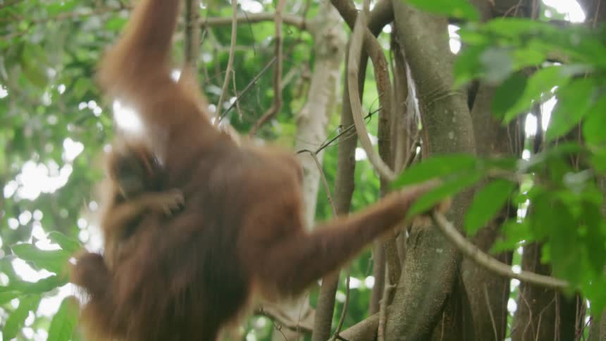 A monkey carrying its baby along a tree trunk