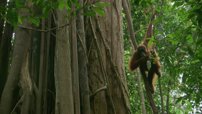 The orangutan is hanging from the tree eating leaves
