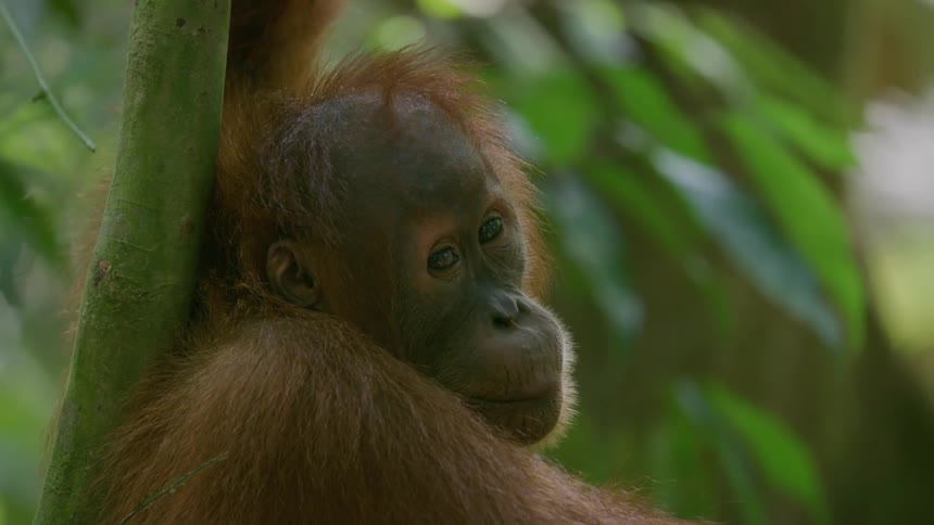 The ape is hanging from the tree