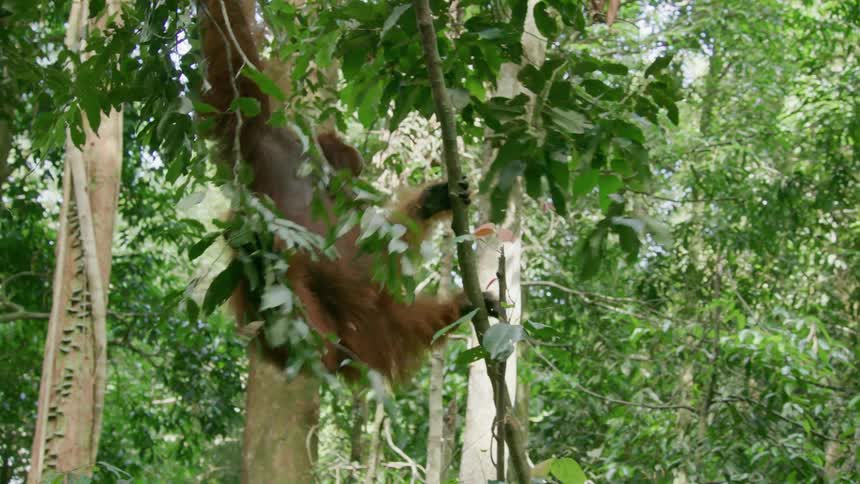 Orangutan walking through the trees in a forest