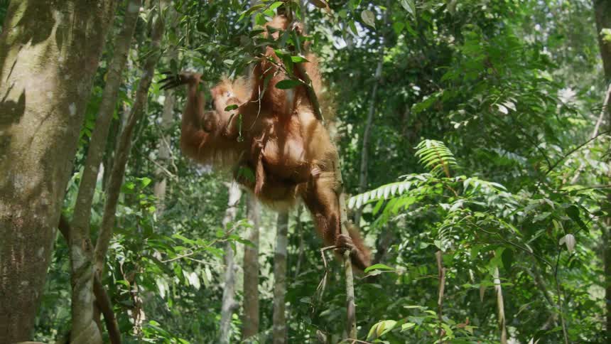 Orangutan on top of a branch heading towards a tree in the midst of a forest