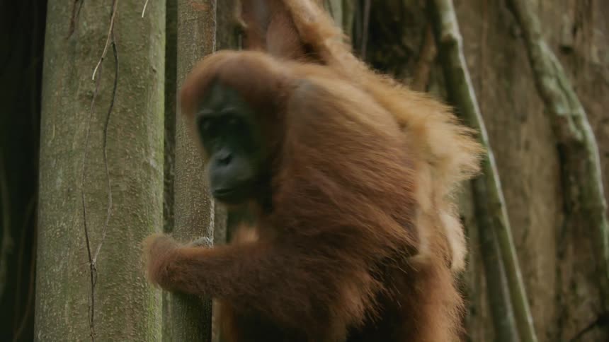 An orangutan and her baby hanging from a tree trunk