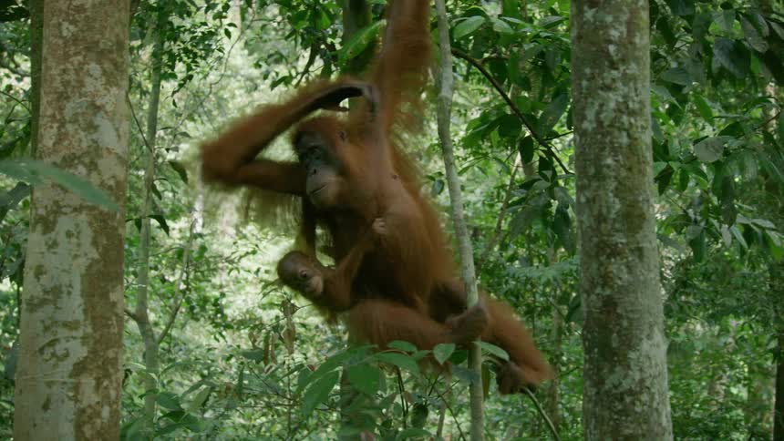 An orangutan hangs from branches in the forest with its baby clinging to its body