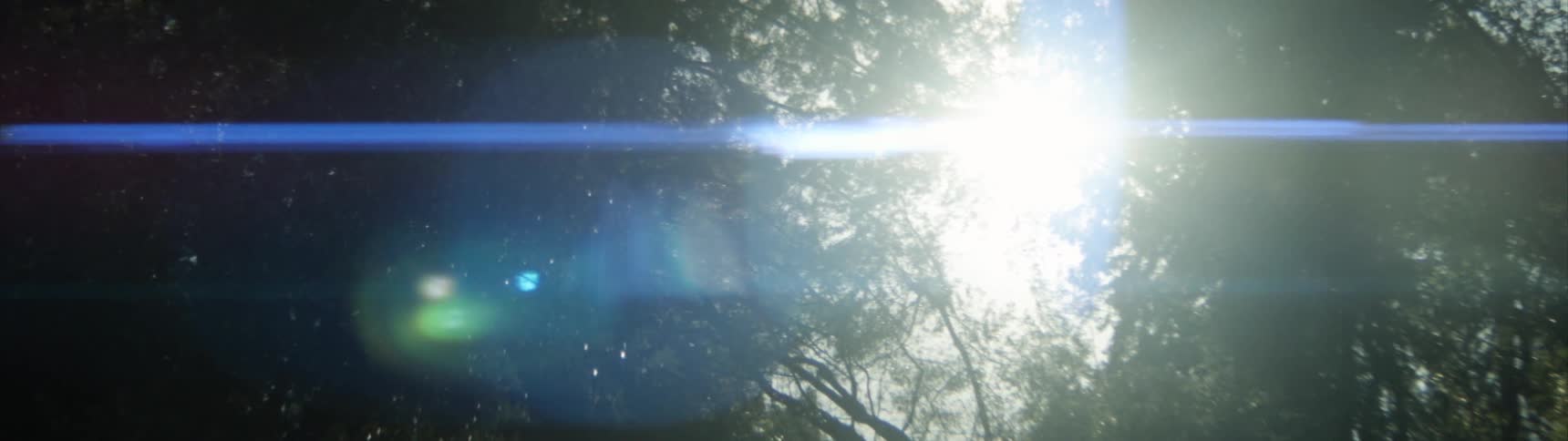 Sun shining through canopy