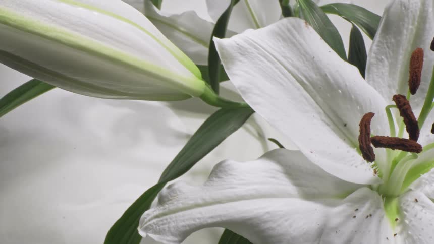 A flower with white petals