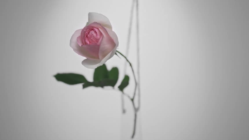 Still life of a rose being held by ropes on a white background