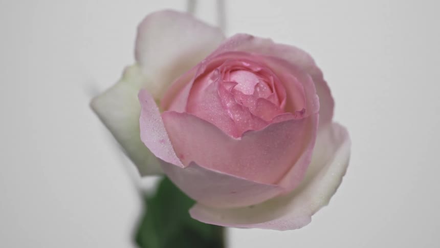 Close up of a white rose hanging from a thread