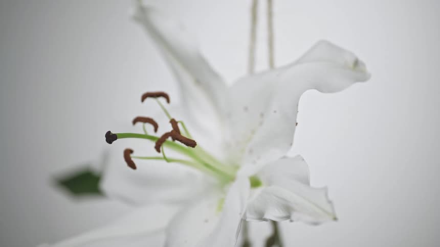 Close up of lilium casa blanca