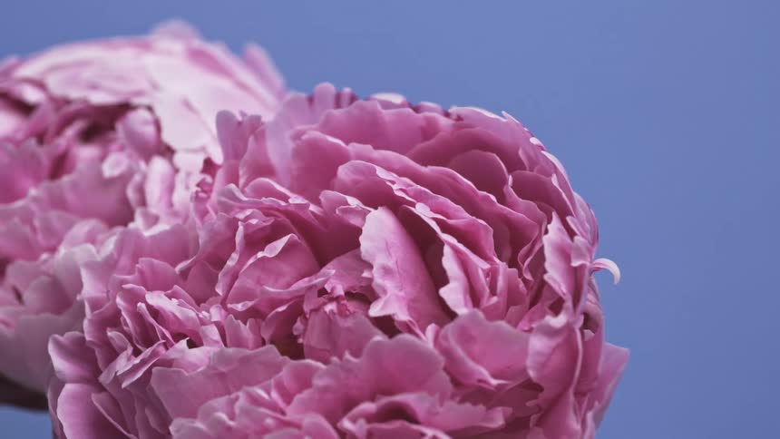 Close up of pink flowers