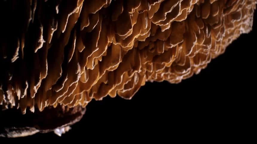 Extreme closeup of an orange coral reef in still life