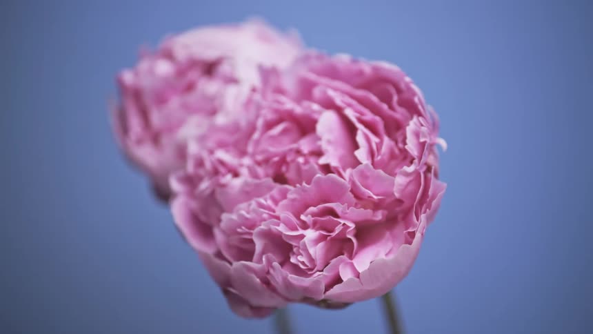 Close up of two chinese peonies