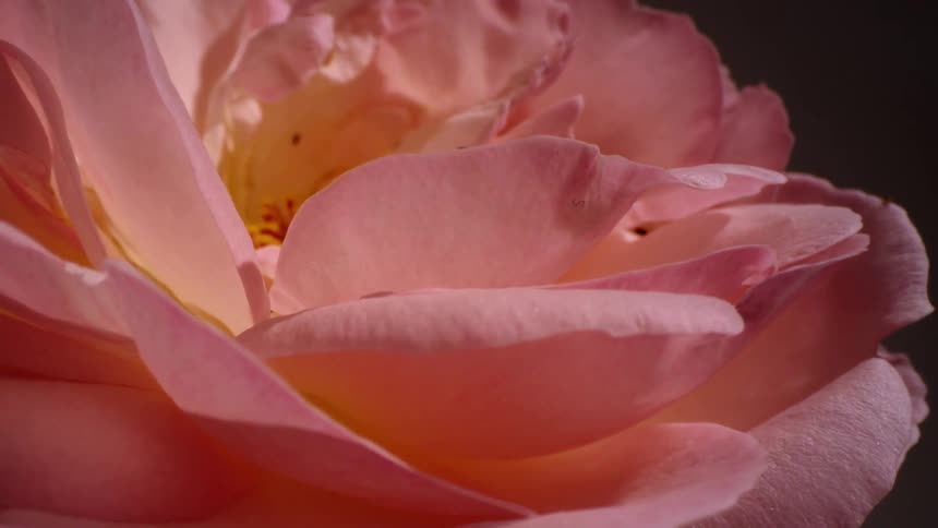Extreme closeup of a pink flower in a still life