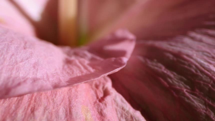 Extreme closeup of light pink flower petals