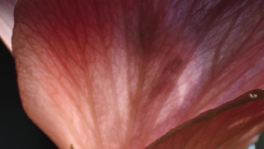 The flower has pink petals