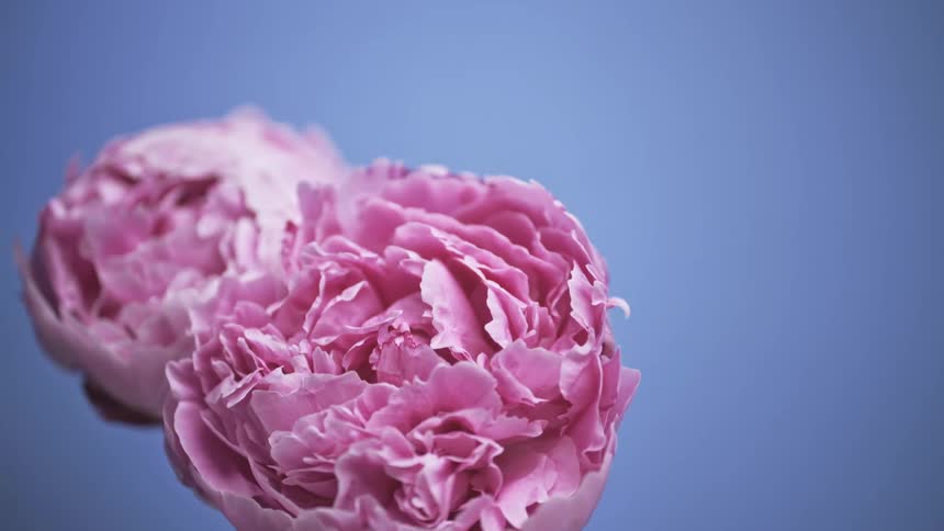 Close up of two pink flowers against a blue background