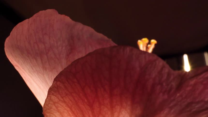Still life of a pink orchid flower