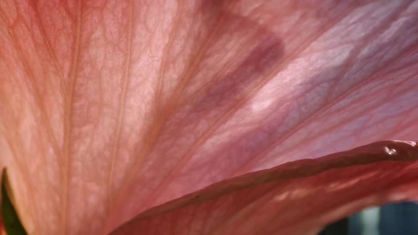 Close up of the petals of a pink flower