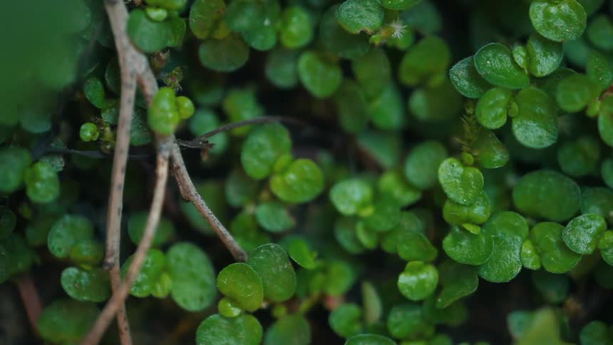 Light flashes on the bush