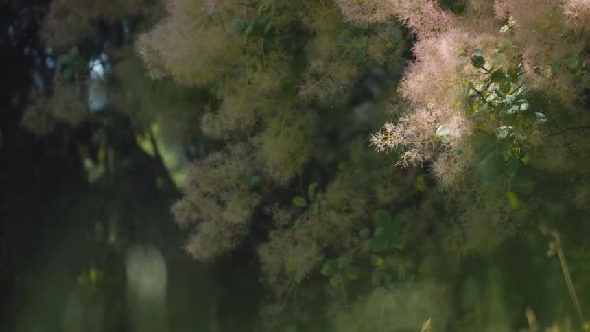 Plants swaying against the wind outdoors