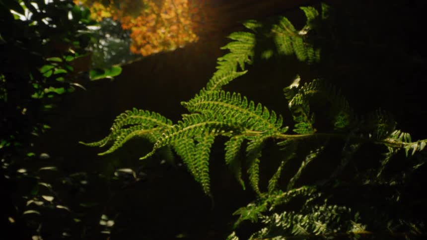 Close up of fern leaves swaying in the wind