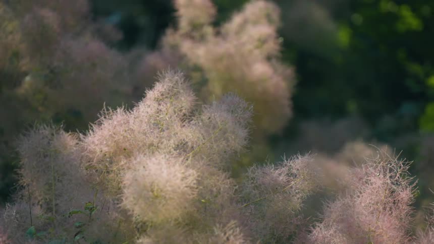 Closeup of a fuzzy plant