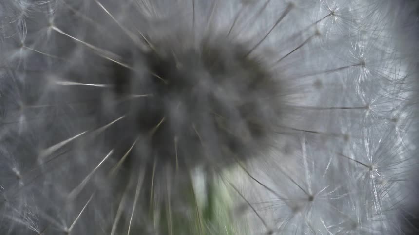 Extreme closeup of a flower