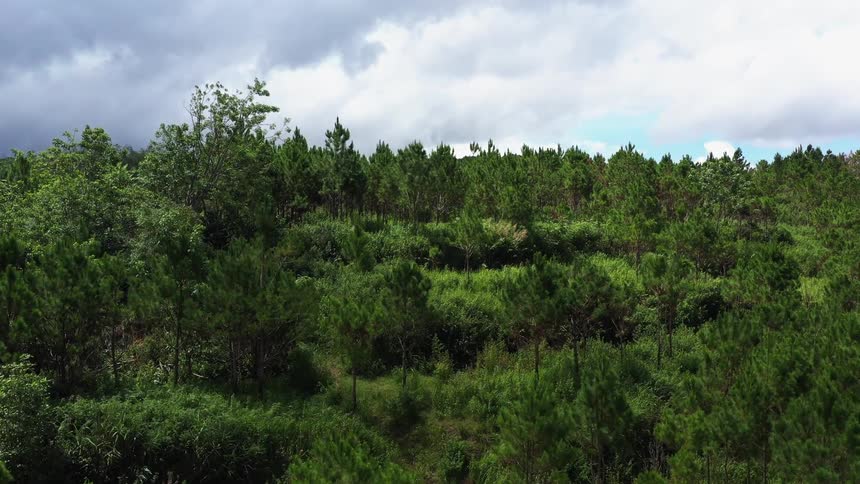 The dense forest has heavy clouds above