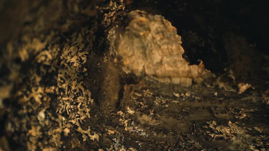 View from inside a cave with dry leaves
