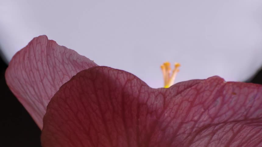 Close up of pink flower petals and its stigma