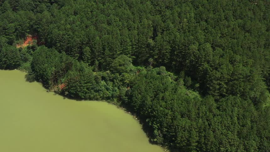 Aerial view of a greenish river with a forest on the banks