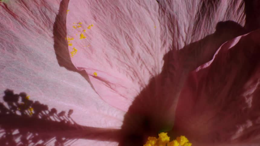 Close up of pink flowers petals