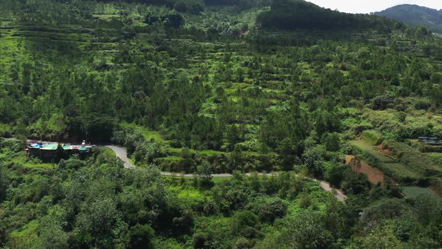 Panorama of a forest amidst mountains