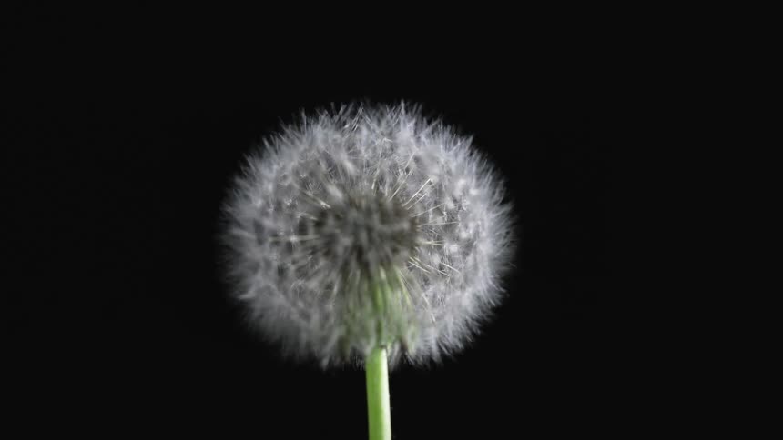 A dandelion capitulum of seeds