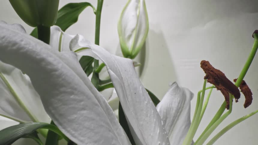 Closeup of a plant with white flowers