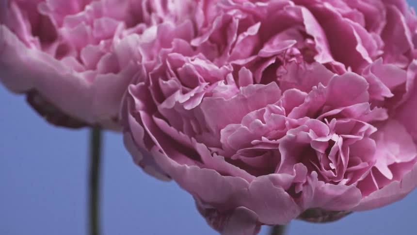 Still life in extreme closeup of roses