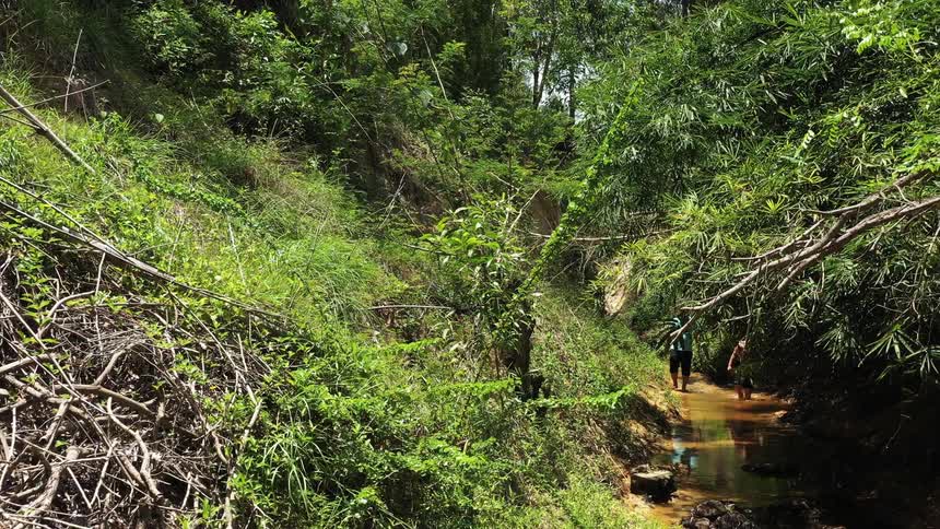 Two men walk in a small stream in green woods