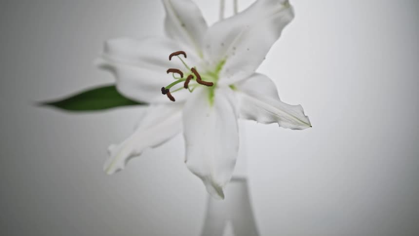 A white flower is in the vase