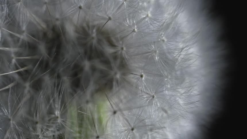 A macro view of a dandelion on a black background