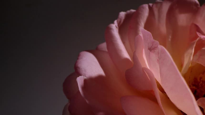 Extreme closeup of a pink flower in a still life
