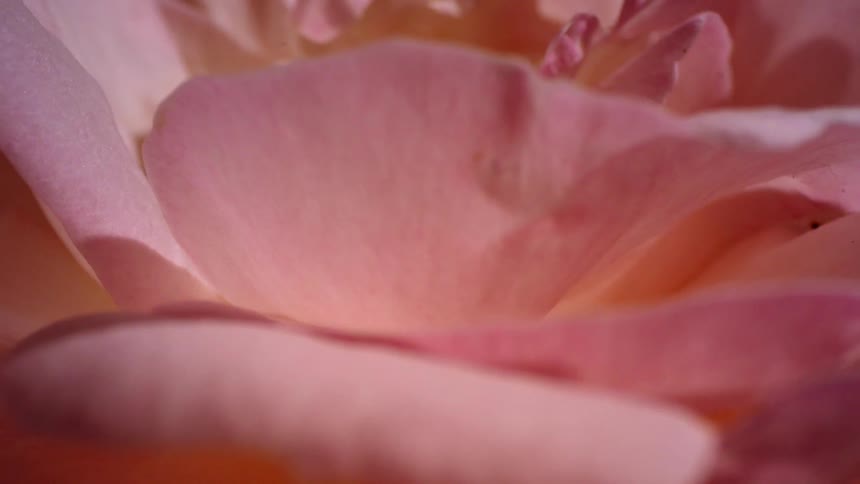 The petals on the flower are pink