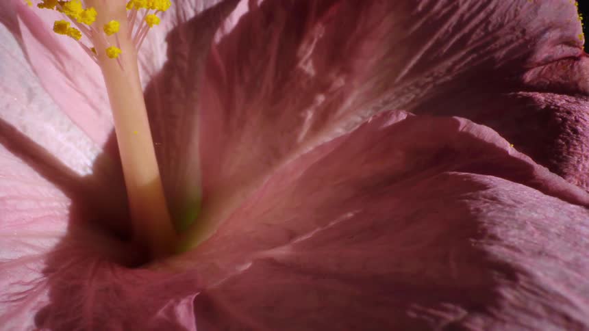 Extreme closeup of a pink flower with pollen