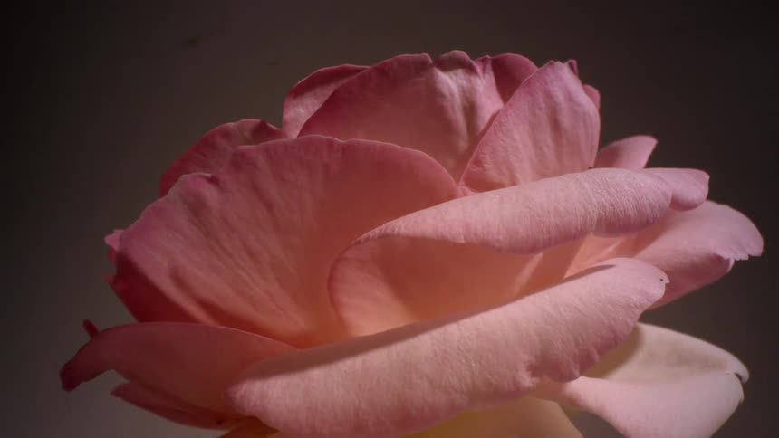 A flower with pink petals is slowly opening