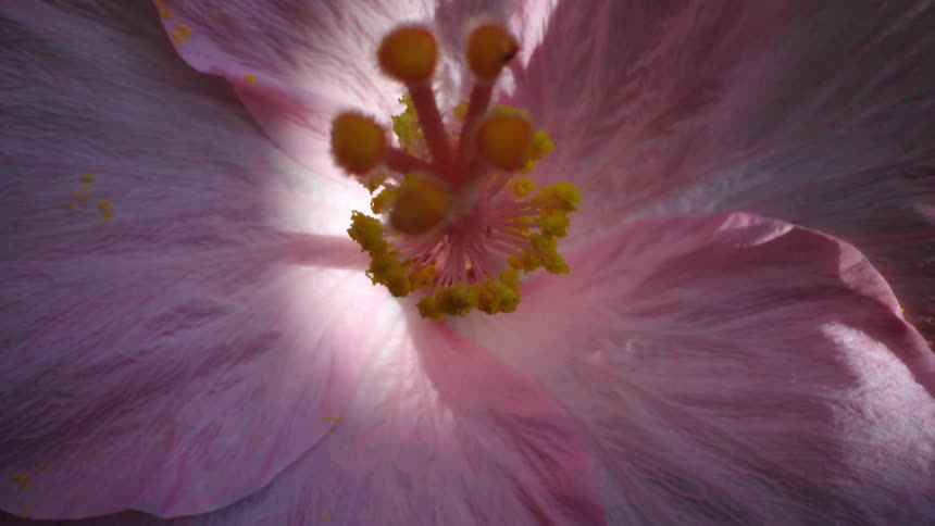 Extreme closeup of a flower with pink pollen