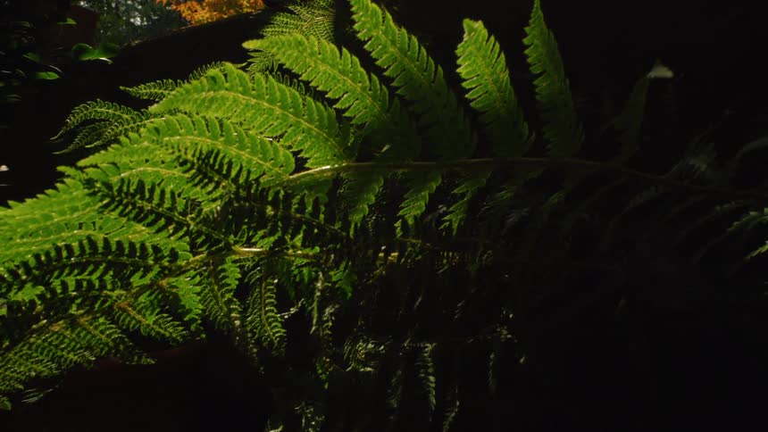 Close up of green fern leaves