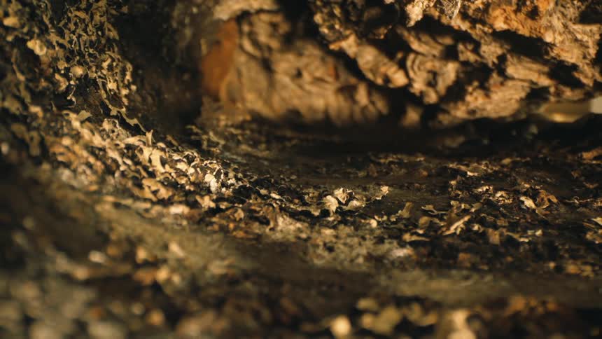 Ground view with mud and dry leaves