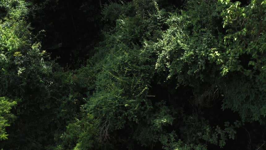Closeup of a forest with sunlight reflections
