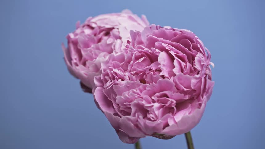 A pink flower with closed petals
