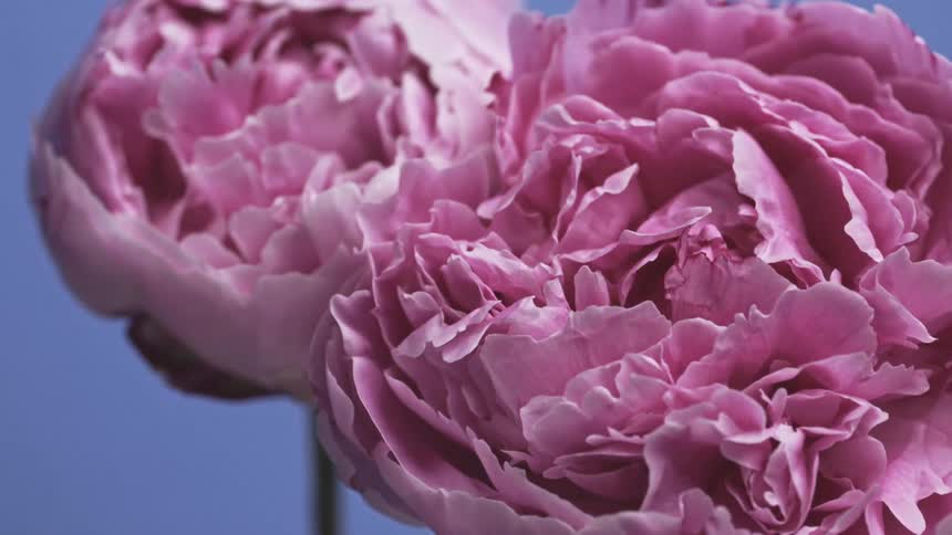 Closeup view of pink petals on flowers against a light blue background