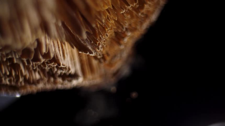 Extreme close up of brown fibres separating