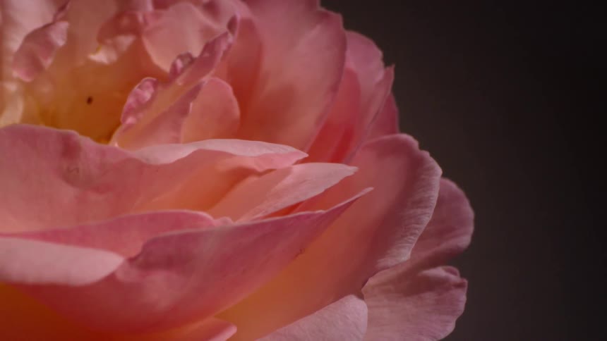 Close up of the pink petals of a rose